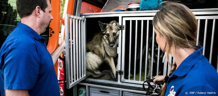 nederlands hulphondenteam gaat waarschijnlijk niet naar turkije