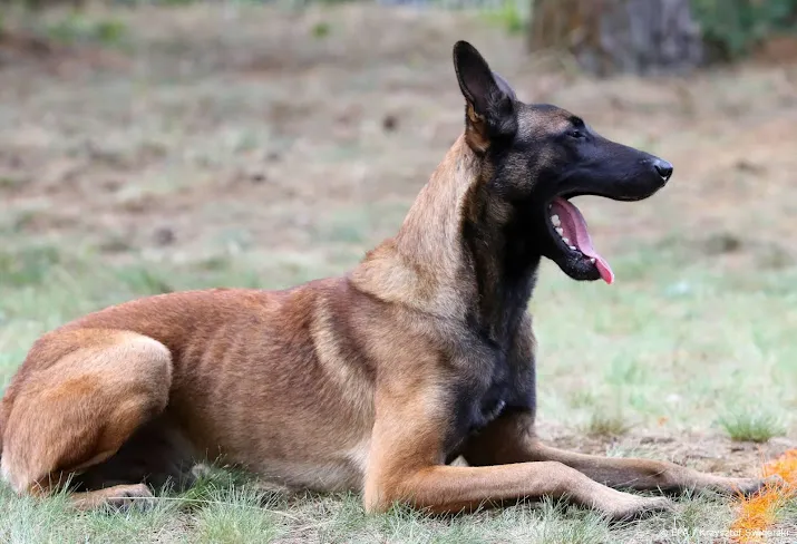 nederlandse honden speuren in nepal naar pandastropers