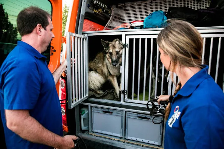 nederlandse honden zoeken italiaans meisje