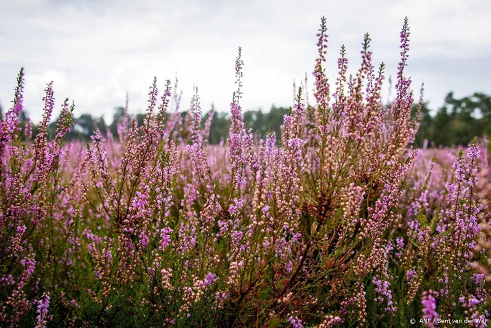 neem een stukje hei mee van de veluwe