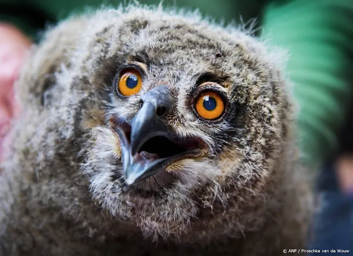 nesten van vogels weer te zien op camera tijdens beleef de lente