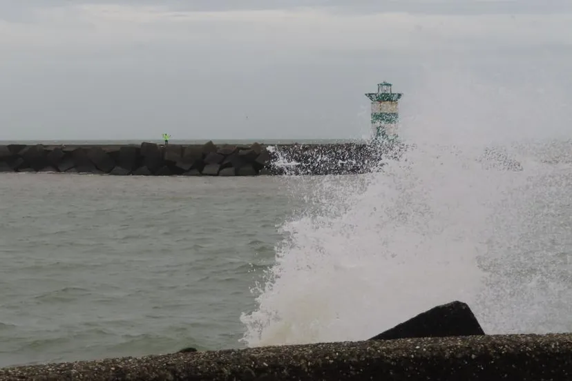 nicol taal scheveningen