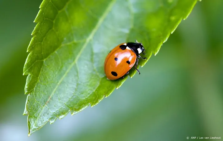 nieuw lieveheersbeestje in nederland