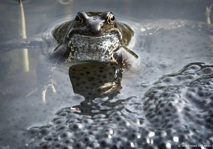 nieuw meldpunt voor zieke of dode reptielen amfibieen en vissen
