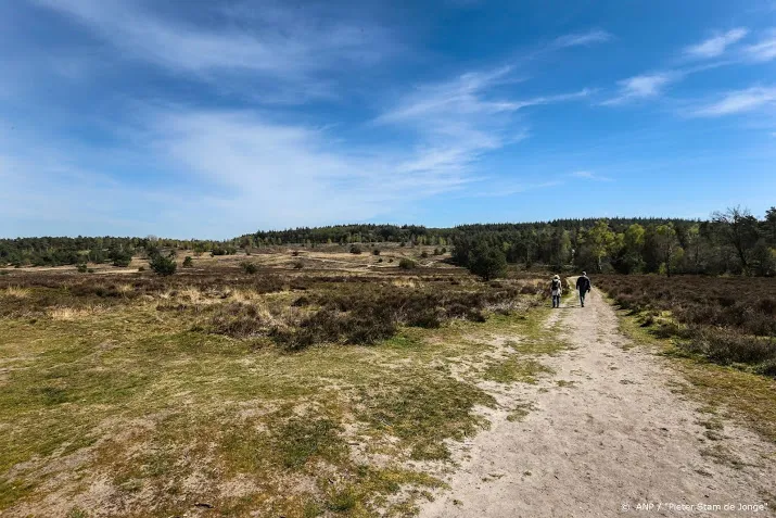 nieuw nest jonge wolven op de veluwe verwacht