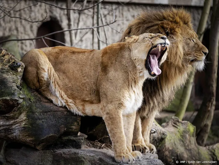 nieuw verblijf voor de leeuwen in artis opent volgend jaar