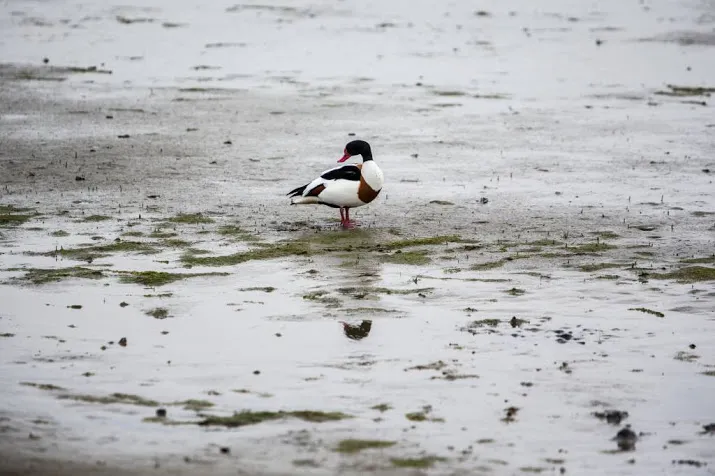 nieuwe afspraken over bescherming wadden
