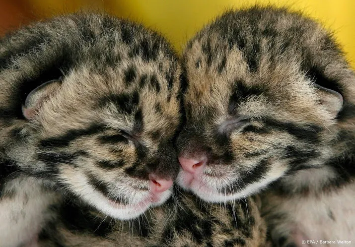 nieuwe apen en panters in twee dierentuinen