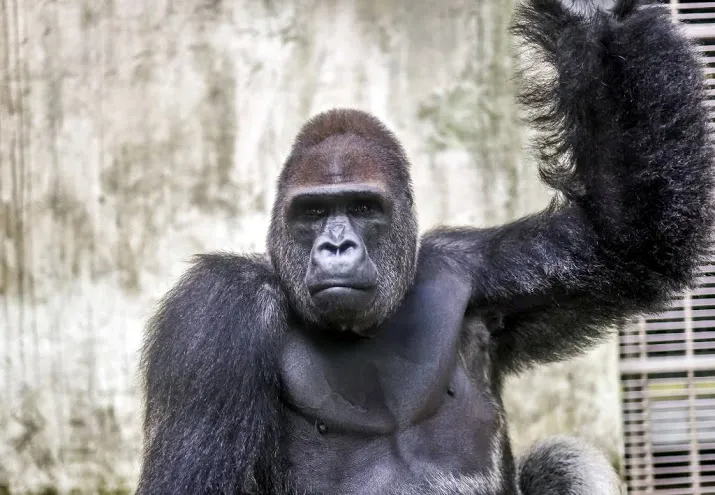 nieuwe gorillaleider gearriveerd op apenheul