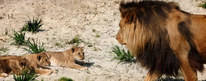 nieuwe mannetjesleeuw in artis