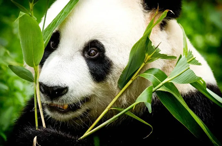 nog geen pandababy op komst