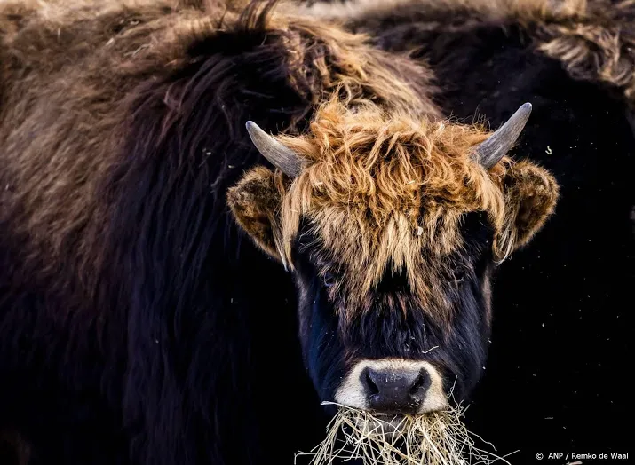 nog steeds te veel grote grazers in oostvaardersplassen