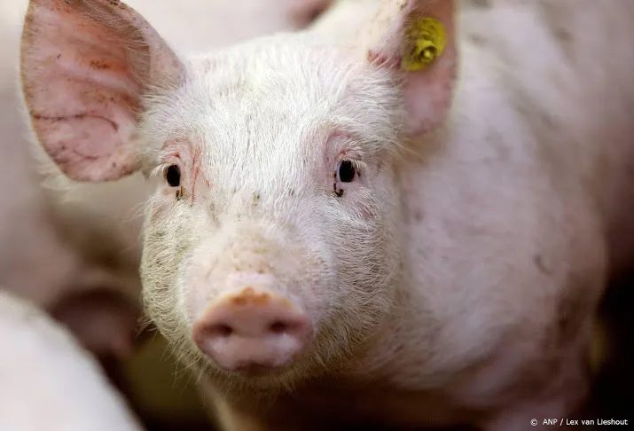 nvwa faalt met export ernstig zieke varkens