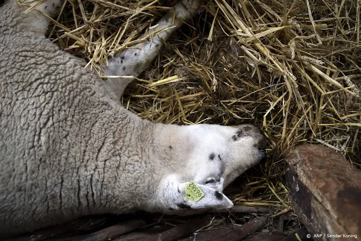 nvwa zoekt naar knut met blauwtongvirus