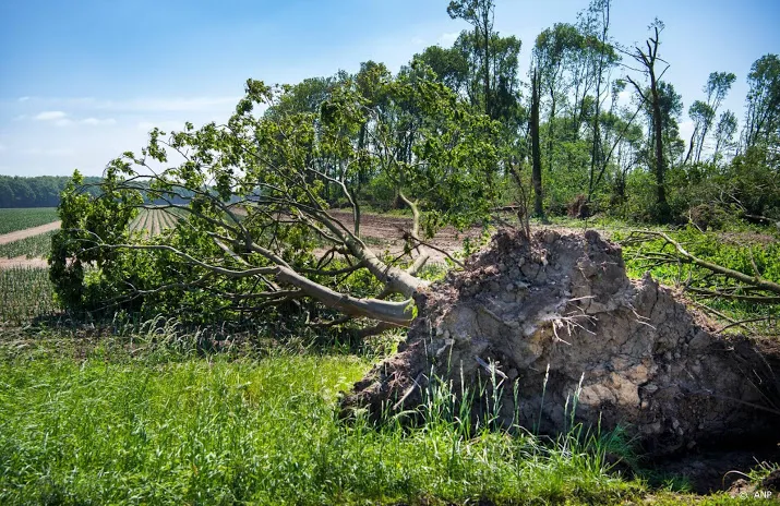 omgewaaide bomen en schuttingen door windhoos
