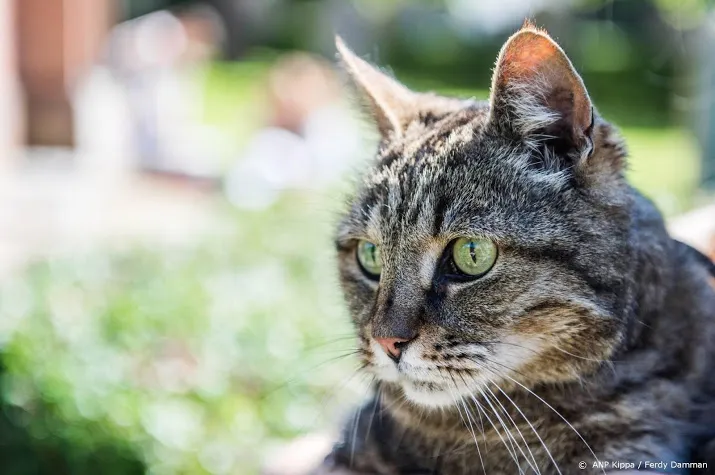 omzet dierenwinkelketen pets place fors omhoog