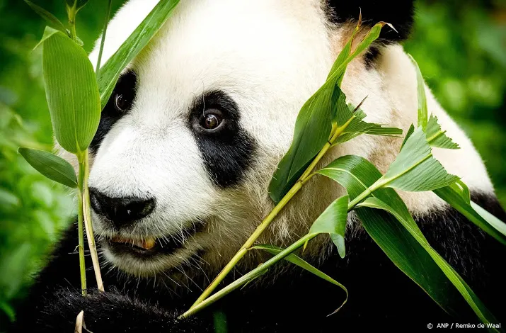 omzet ouwehands stijgt door pandas