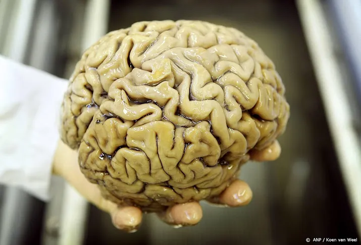 onderzoek klein gebiedje in brein kan alzheimer vroeg aantonen