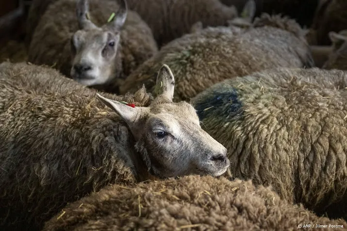 onderzoek naar blauwtonginfecties bij bedrijven met ingeent vee
