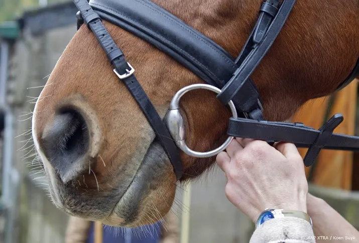 onderzoek paardensportbond grensoverschrijdend gedrag valt mee