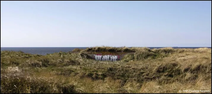 onderzoekers waarschuwen voor exotische kikkers in de duinen