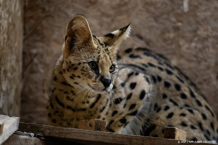 ontsnapte serval in lexmond is weer gevangen