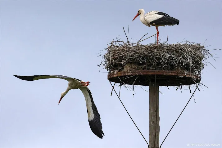 ooievaars hebben geen palen of kunstnesten meer nodig