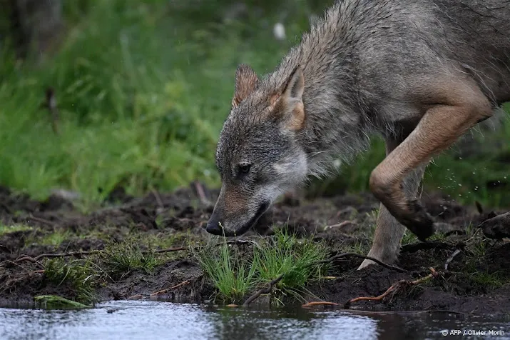 ook animal rights doet aangifte om doodgeschoten wolf
