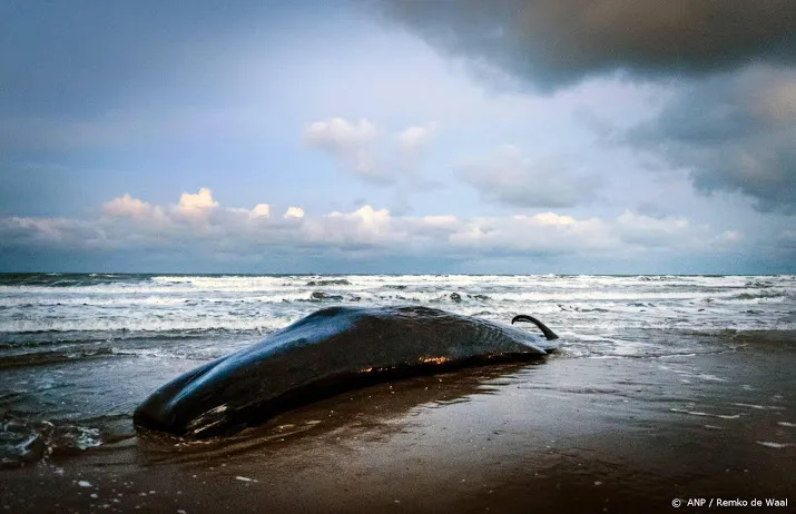op vlieland aangespoelde potvis overleden