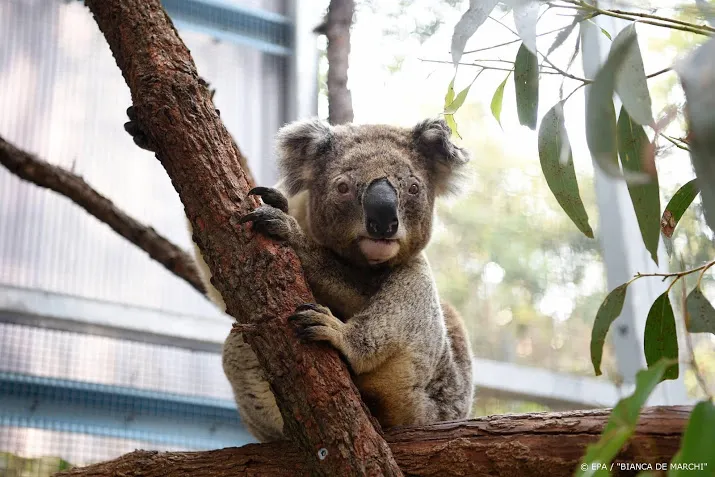 opbrengst kinderactie sos koala richting 50 000 euro