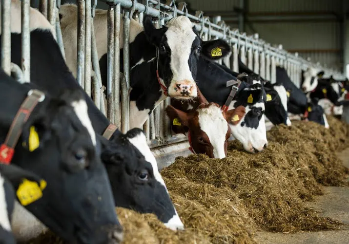 opnieuw fraude in melkveehouderij