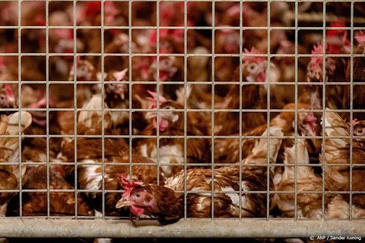 opnieuw landelijke ophokplicht na nieuwe uitbraken vogelgriep