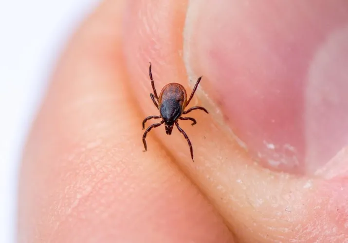 opnieuw toename lyme patienten