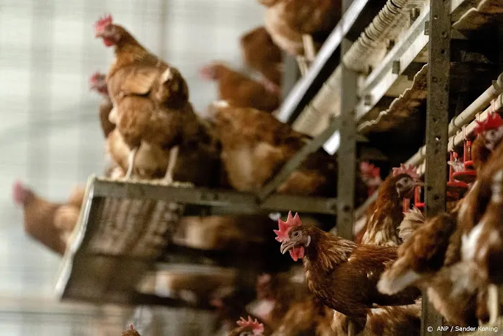 opnieuw vogelgriep aangetroffen bij pluimveebedrijf in lunteren