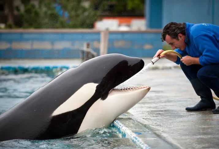 orka morgan is zwanger
