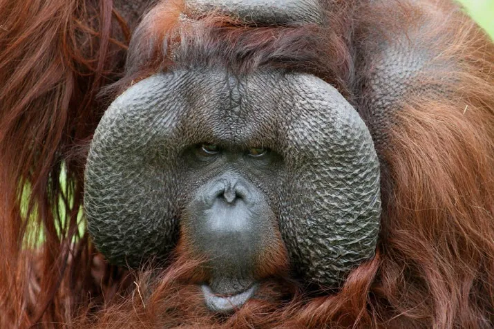 oudste orang oetan apenheul overleden
