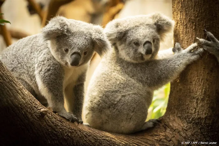ouwehands dierenpark eerste dierentuin in nederland met koalas