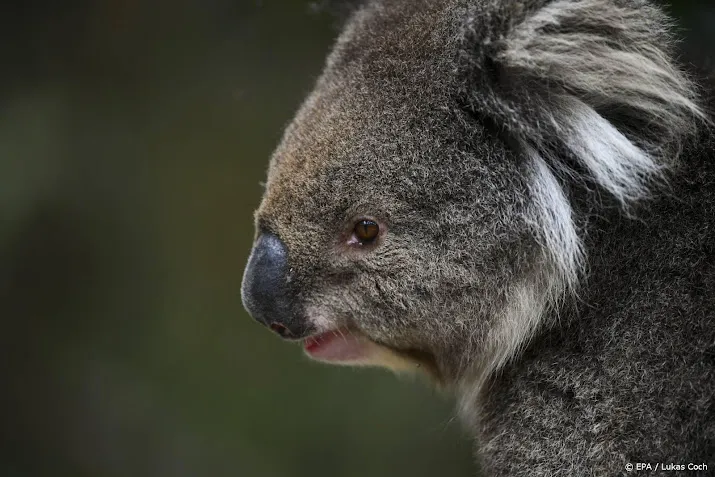 ouwehands dierenpark krijgt koalas
