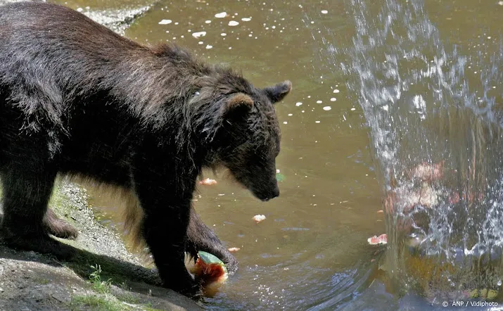 ouwehands dierenpark ontvangt verwaarloosde beren uit oekraine