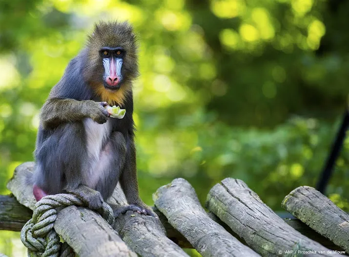 ouwehands dierenpark verliest mandril en giraffe