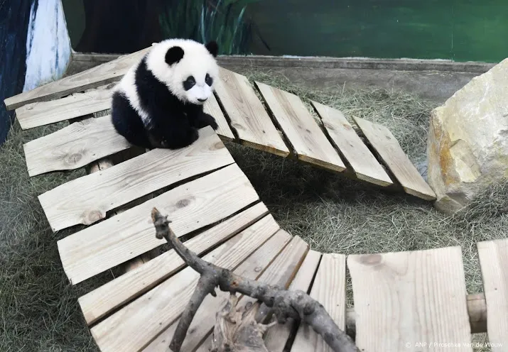 ouwehands viert pandaverjaardag met loterij voor natuurdoelen
