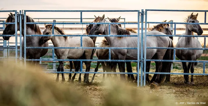 overgeplaatste konikpaarden ziek in spanje