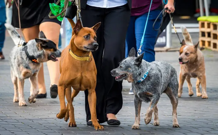 oververhitte honden in autos bij hondenshow