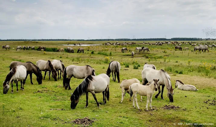 paarden oostvaardersplassen emigreren