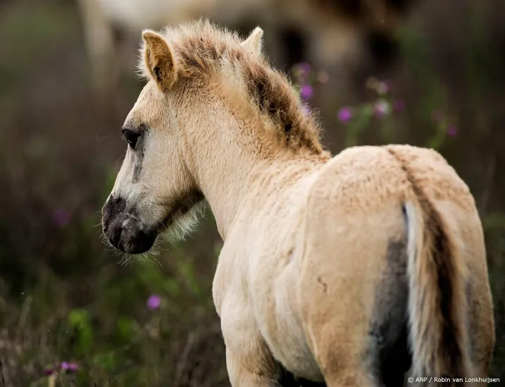 paarden oostvaardersplassen naar wit rusland