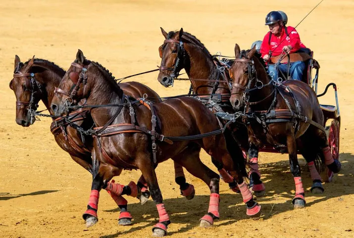 paardensport stapt af van gecombineerd wk