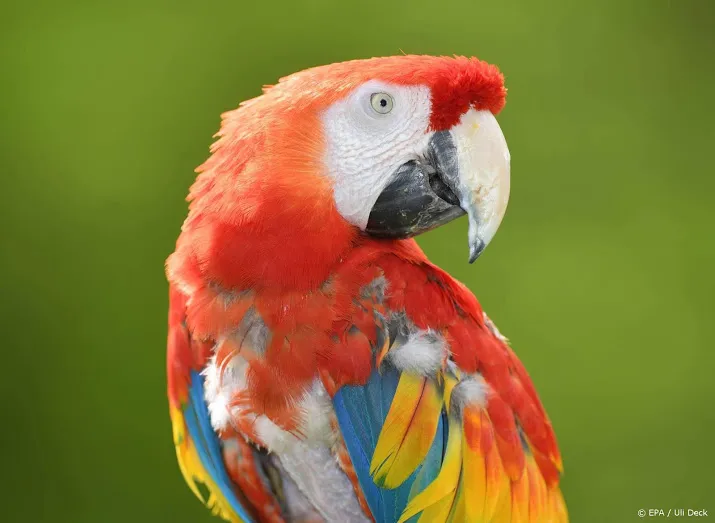 pagegaai van pippi langkous overleden