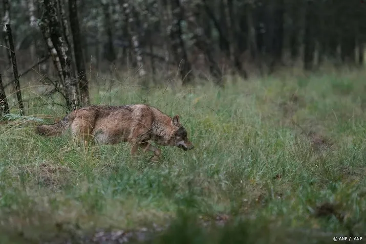 paintballschieten op wolf mag want dier kan serieus gevaar zijn