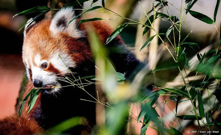pasgeboren kleine panda buiten gezien in artis