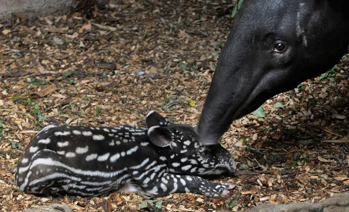 pasgeboren tapir blijdorp overleden